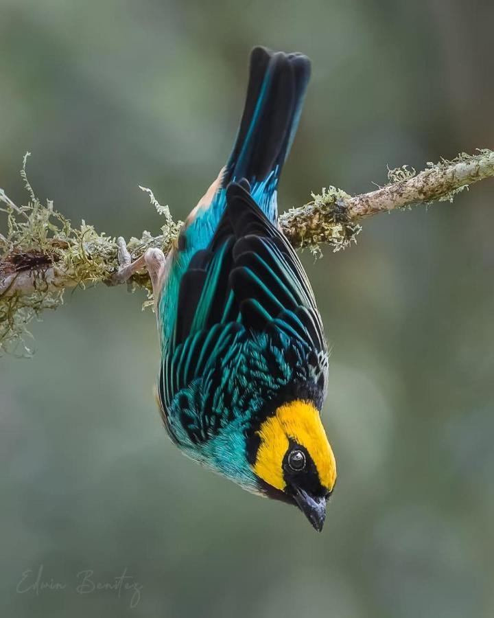 Bosque De Niebla Birding & Nature Cali Ngoại thất bức ảnh