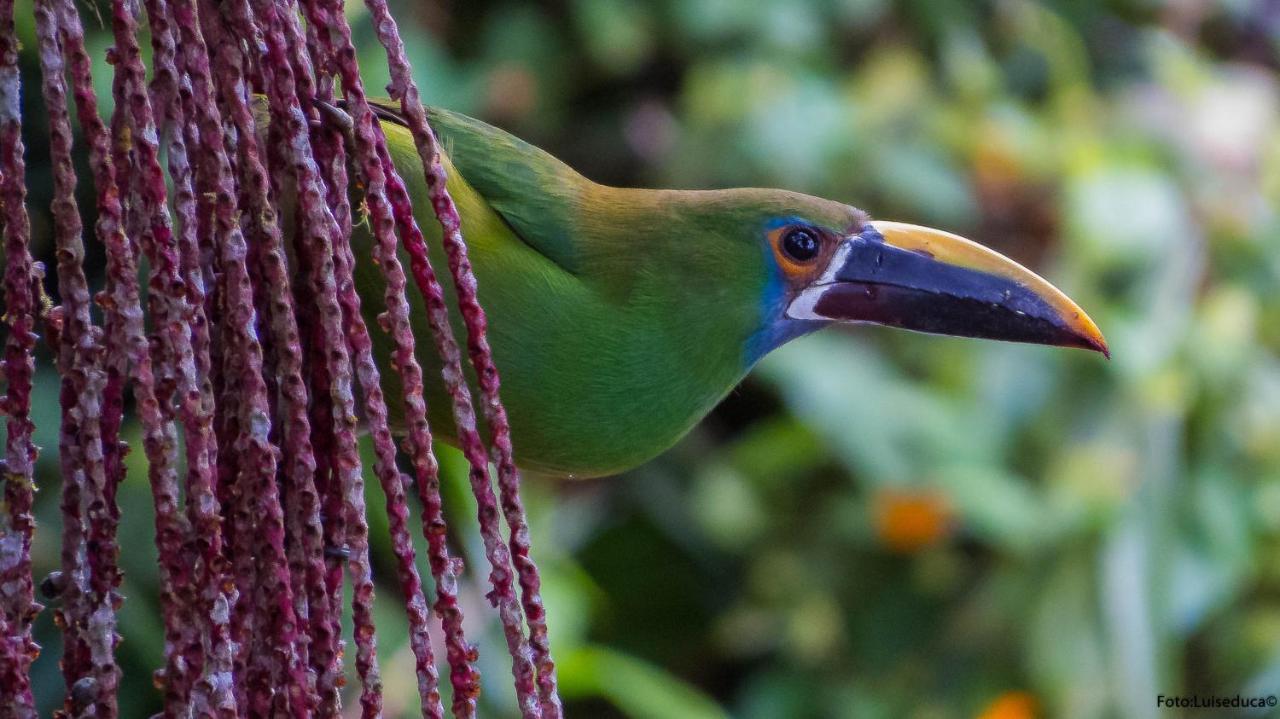 Bosque De Niebla Birding & Nature Cali Ngoại thất bức ảnh