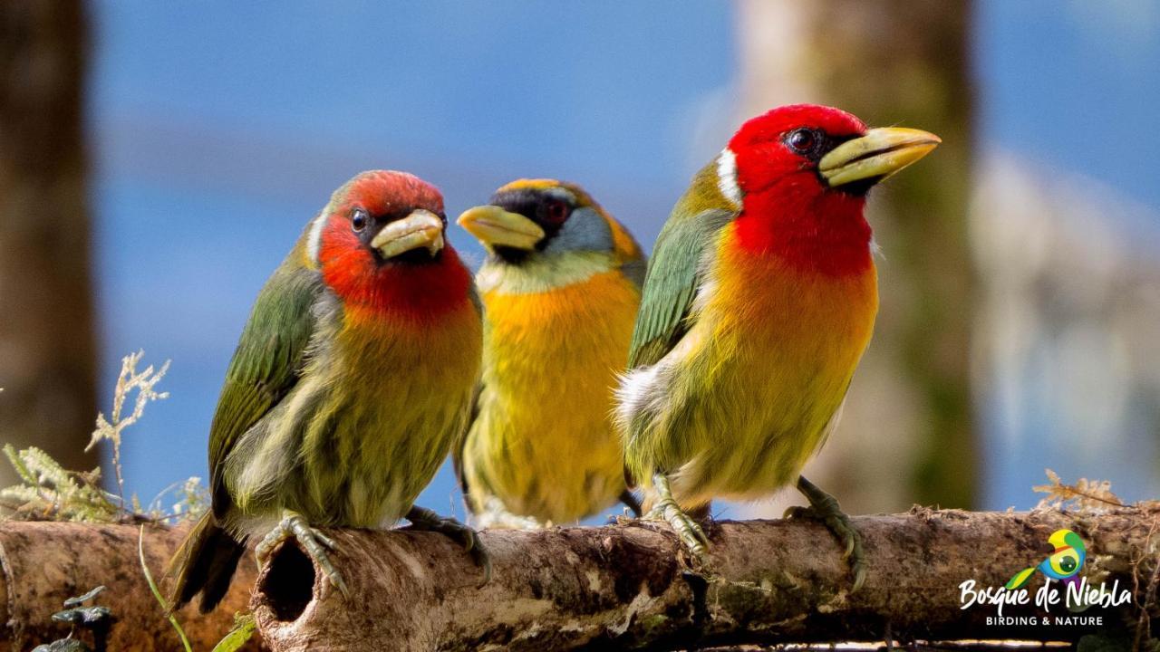 Bosque De Niebla Birding & Nature Cali Ngoại thất bức ảnh