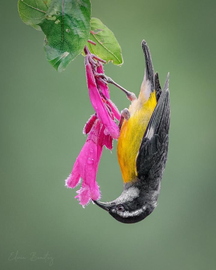 Bosque De Niebla Birding & Nature Cali Ngoại thất bức ảnh